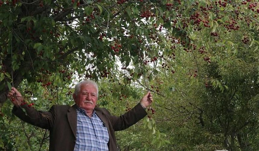 Tokat'ta Vişne Üretimi 3 Ton Seviyesine Ulaştı: Mühendis Yönlendirmesiyle Başladı