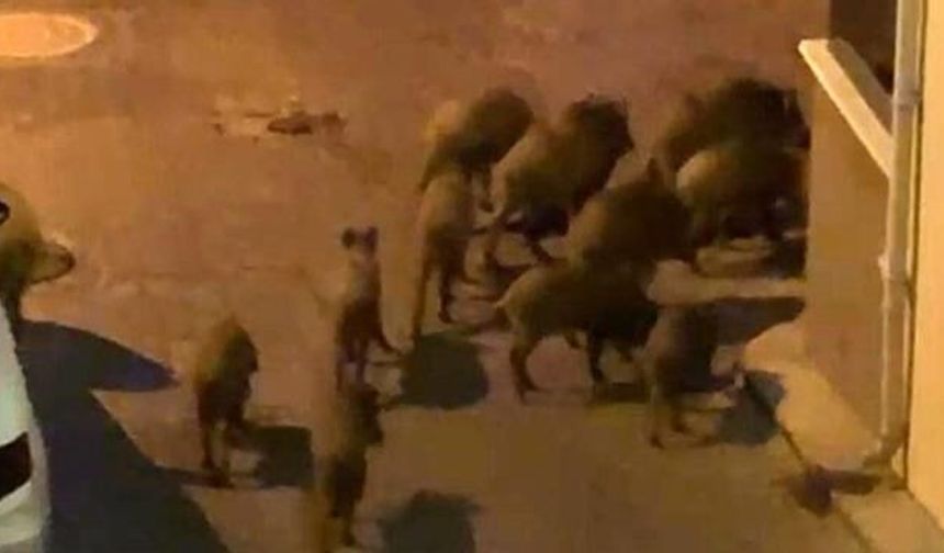 Yaban domuzları sürüsü mahalleyi sardı