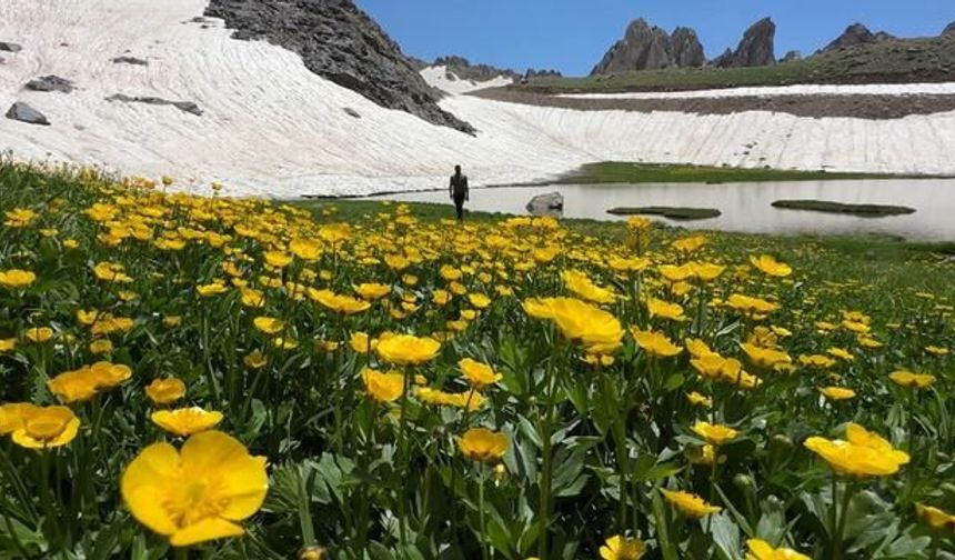 Yüksekova'da 3 Bin 500 Rakımda Kış ve Bahar Bir Arada Yaşanıyor