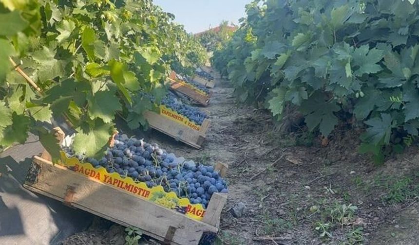Cimin Üzümü Hasadı Erzincan'da Başladı: Kilosu 200 TL'den Satılıyor