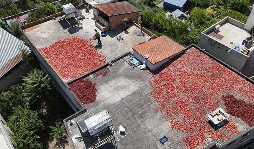 Kapya Biberin Zorlu Hasadı ve Kurutma Süreci Hatay'da Devam Ediyor