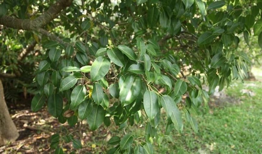 Manchineel Ağacı: Dünyanın En Tehlikeli Ağacının Sağlık Riskleri