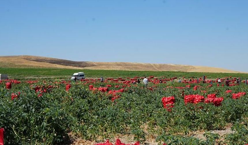 Polatlı'da 300 Kişilik Mevsimlik Soğan Hasadı Başladı