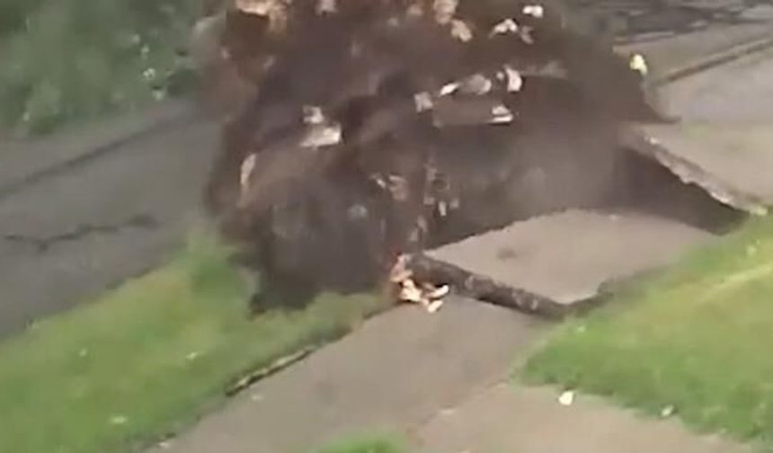 Şiddetli Rüzgar Ağacı Kökünden Söktü