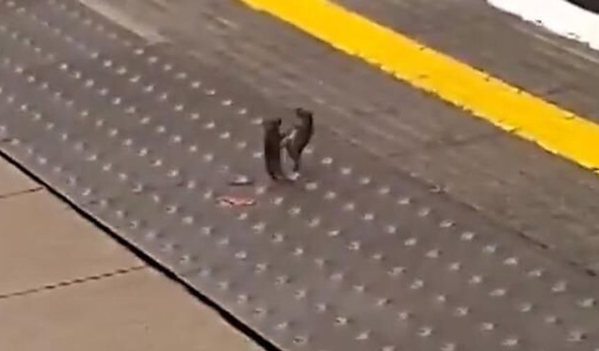 Tren İstasyonunda İki Fare Arasında Nadir Görülen Kavga Anları