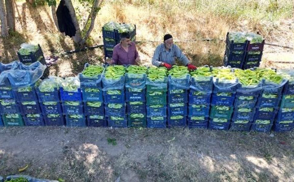 86 Yaşındaki Ahmet Can, Erciş'te Günlük 6 Ton Biber Üretiyor