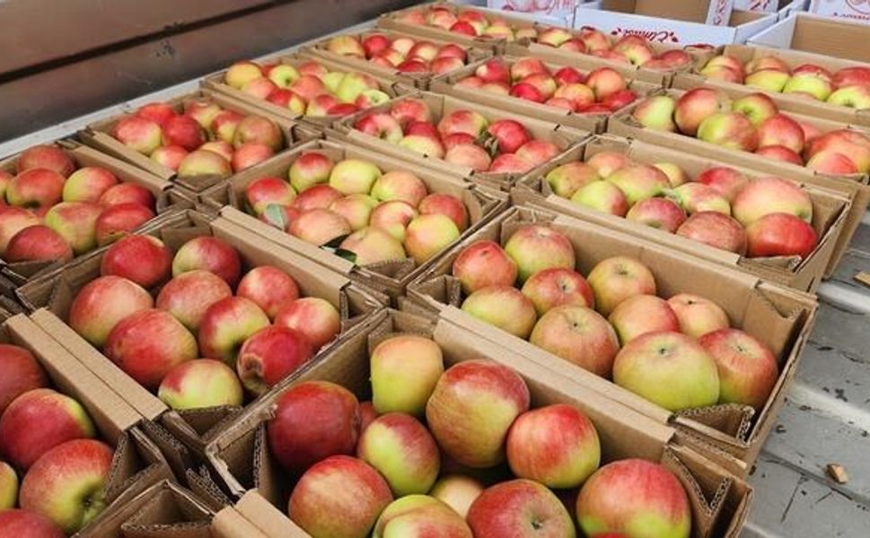 Amasya'da Misket Elması Hasadı Başladı, 6 Bin 462 Ton Rekolte Bekleniyor