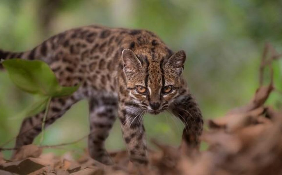Bolivya'nın Yungas Ormanlarında Yeni Kedi Türü Tanımlandı