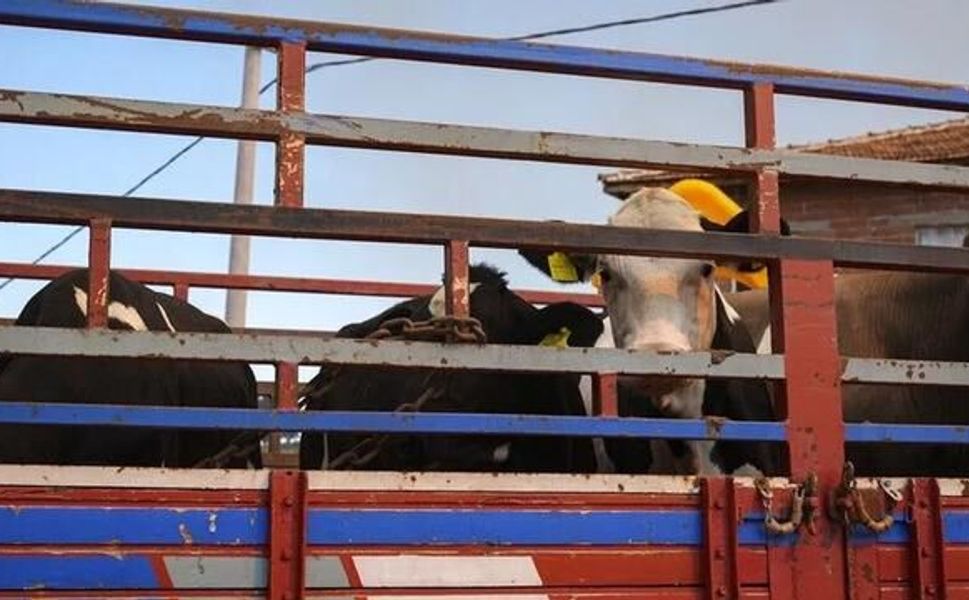 Canlı hayvan naklinde tanımlanmamış hayvanların kesim ve karantina uygulaması değişti