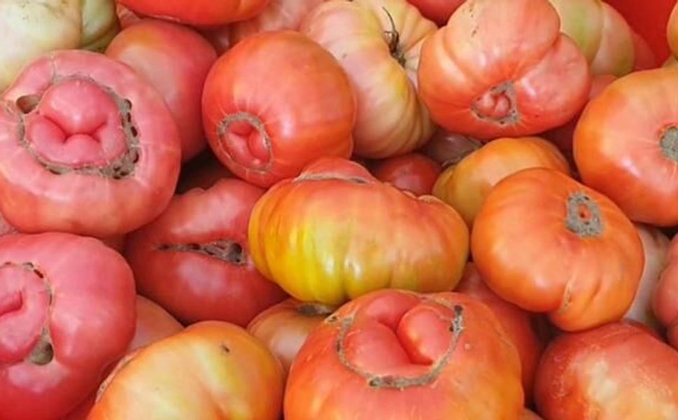 Elazığ'da Ata Tohumu Domatesler 1,2 Kilograma Ulaşıyor