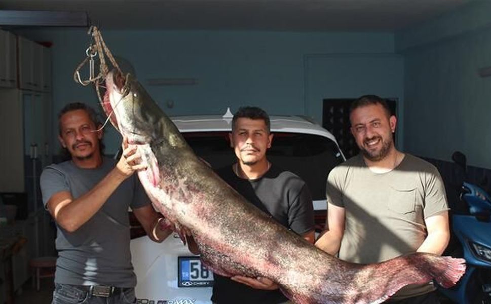 Kızılırmak'ta 190 Santimetre Boyunda Yayın Balığı Yakalandı