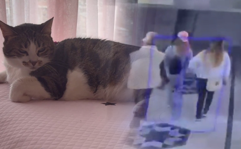 Küçükçekmece'de 8 Yıllık Kedi 'Mucize' Hırsızlık Girişimini Engelledi
