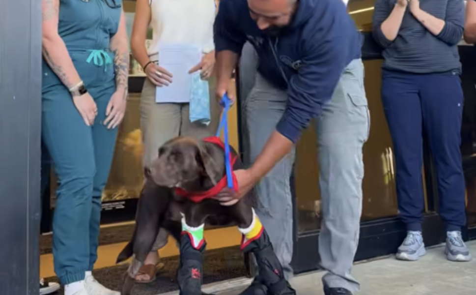 Polis köpeği Bruno veterinerden alkışlarla uğurlandı