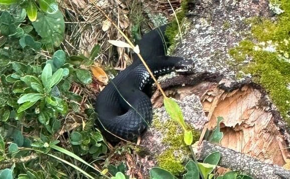 Sakarya Hendek'te Baran Engereğiyle Karşılaşan Mantar Toplayıcıları Görüntüledi