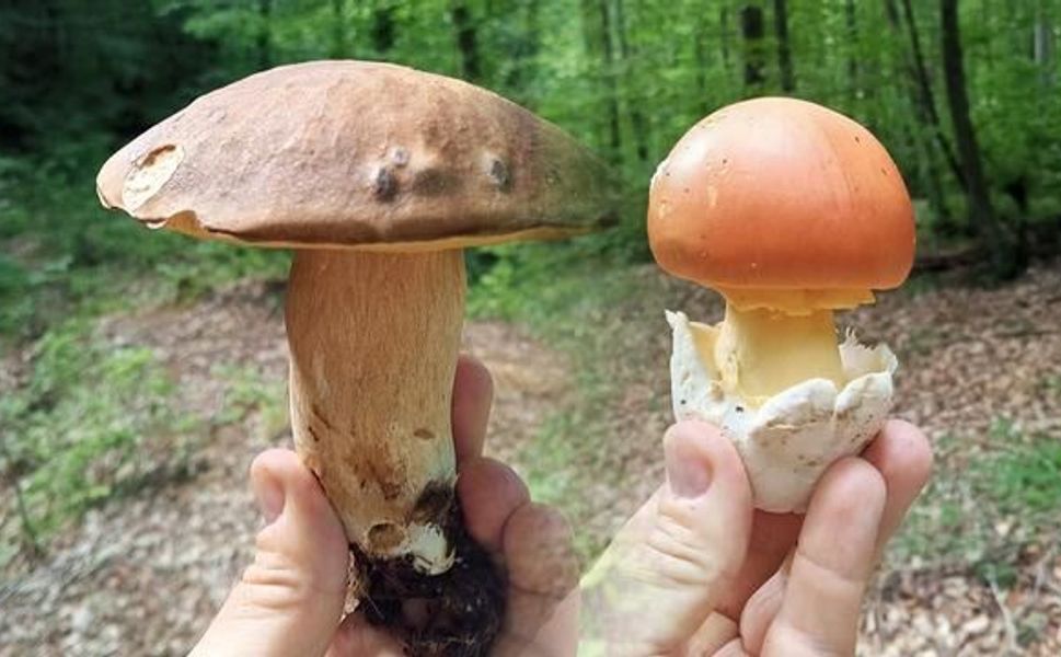 Sinop'ta Yağışlar Mantar Sezonunu Canlandırdı