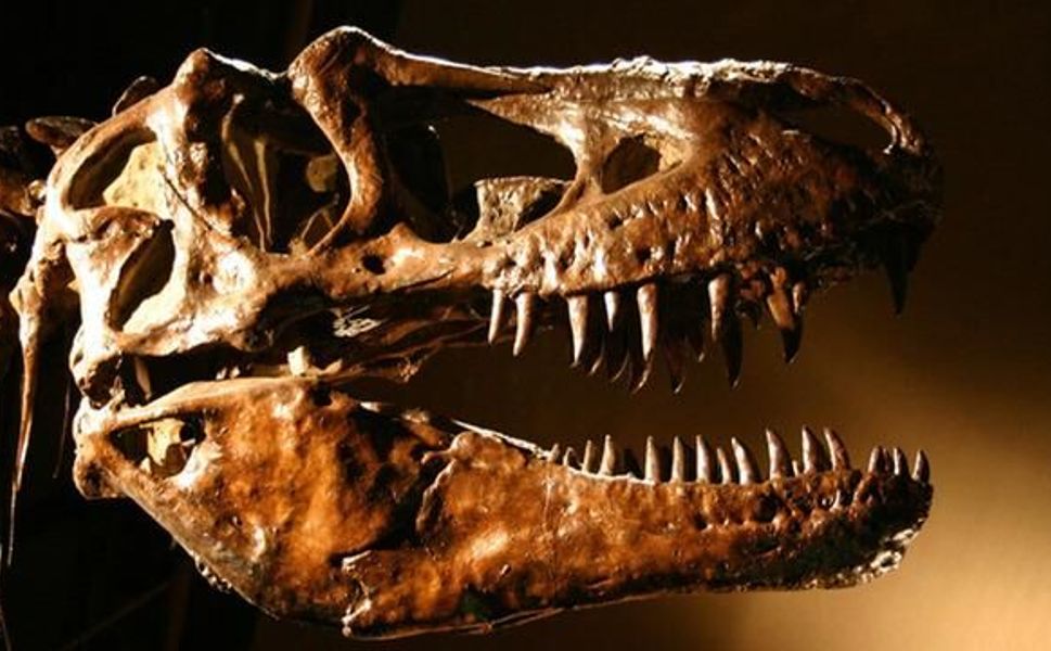 Tyrannosaurus rex'in İnsanlara Yakın Sıcakkanlılık Özelliği Ortaya Çıktı