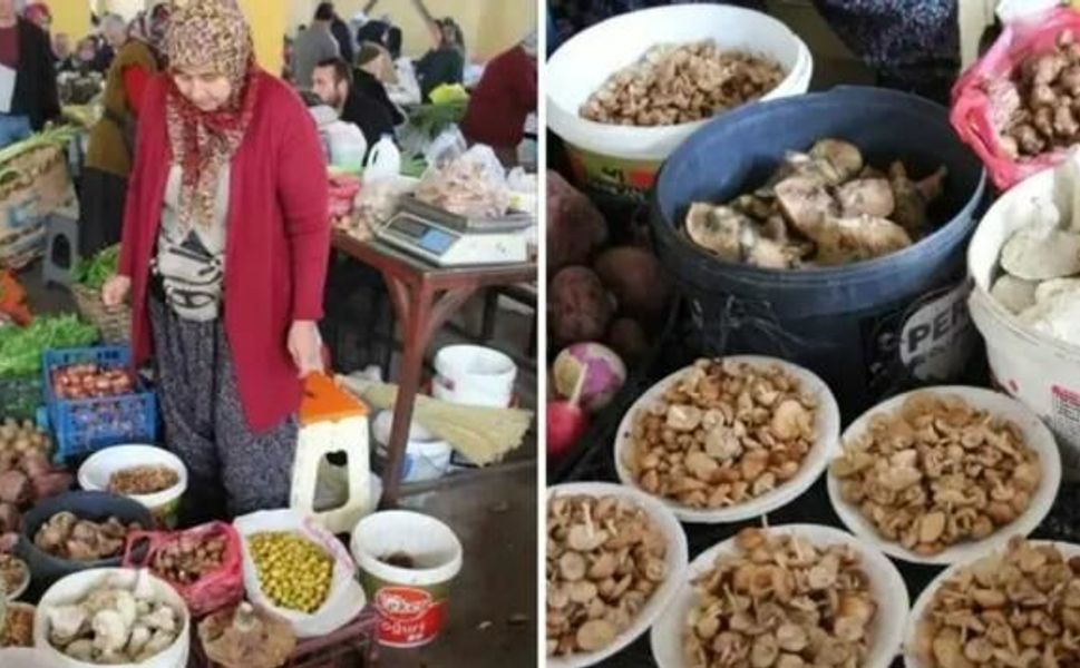 Bolu'da Kanlıca Mantarı Kilosu 600 Liraya Satılıyor