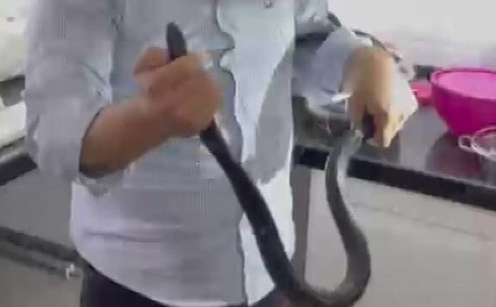Çıplak Ellerle 2 Metrelik Yılanı Yakalamak