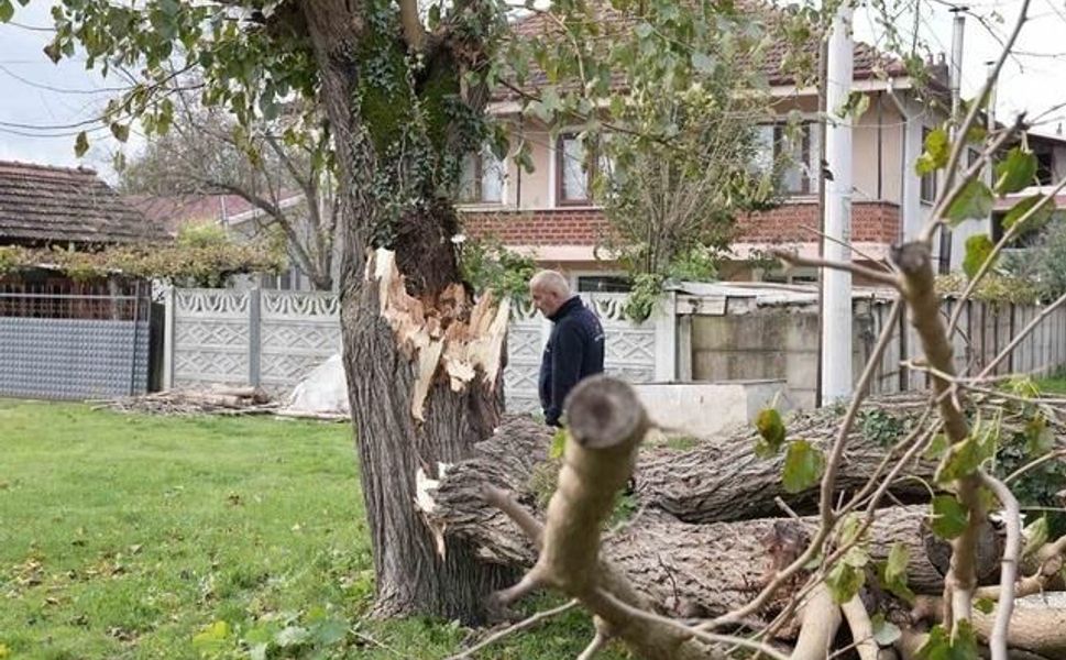 Düzce'de Fırtına Sonrası Tehlike Yaratan Ağaçlar Temizleniyor