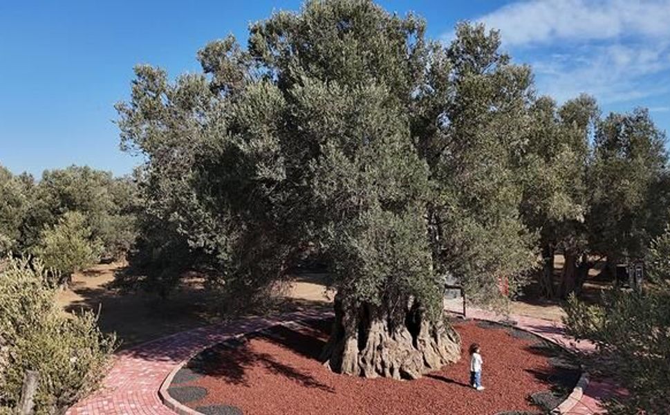 Edremit'te Bin Yıllık Zeytin Ağacından Elde Edilen Yağ Festivalde Tadıldı