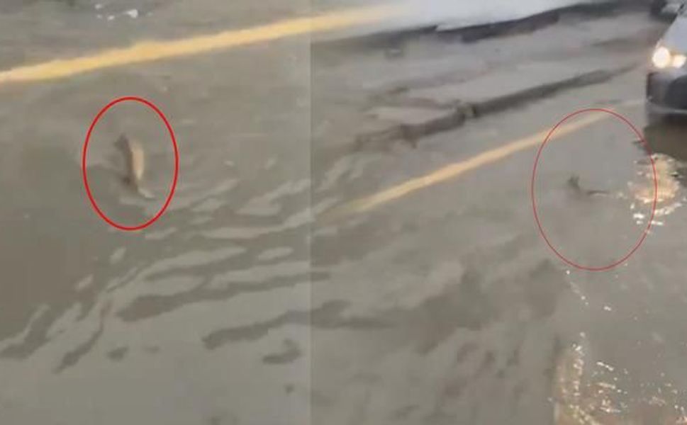 İstanbul Göktürk'te Su Birikintisinde Yüzen Balığa Sürücü Yol Verdi