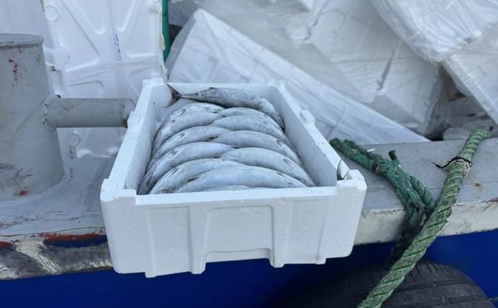 Karadeniz'de palamut bolluğu fiyatları düşürdü, boş kasa balıktan pahalı oldu