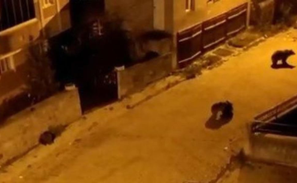Kars'ta Mahalleye İnen Ayılar Yiyecek Ararken Görüntülendi