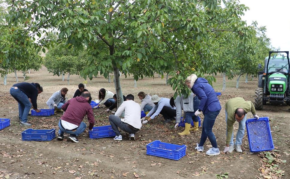 Tekirdağ'da Chandler Cinsi Ceviz Bahçesinde Ağaç Başına 35 Kilo Ürün Alındı