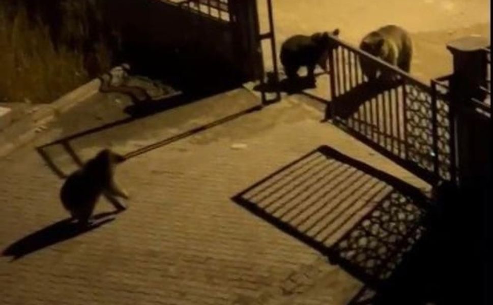 Vatandaş, ormanda ayının yiyecek aramasına tepki gösterdi