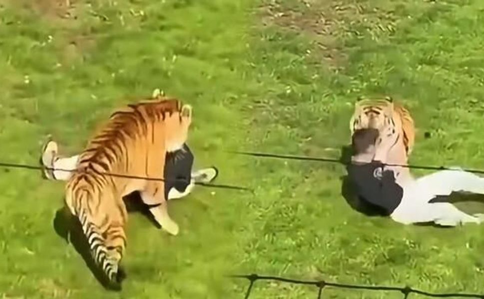 Yorkshire'daki hayvanat bahçesinde Bengal kaplanına giren kişi yaşamını yitirdi
