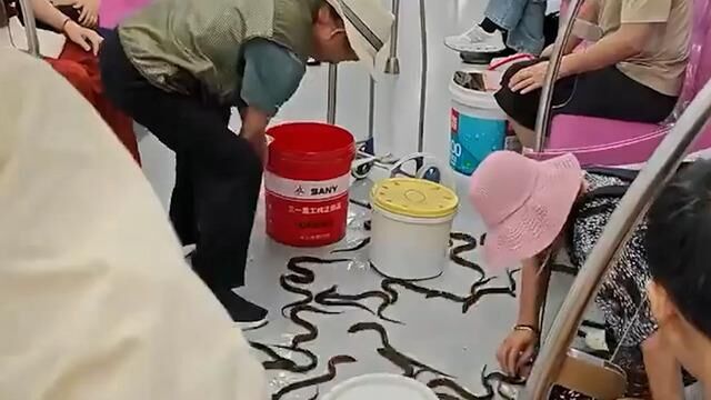 Metroda Yılan Balığı Görülmesi Yolcular Arasında Paniğe Neden Oldu