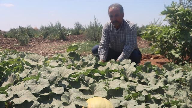 Şanlıurfa Keşlik'te Sulamasız Yetiştirilen Kavun, Karpuz ve Domatesler İlgi Odağı