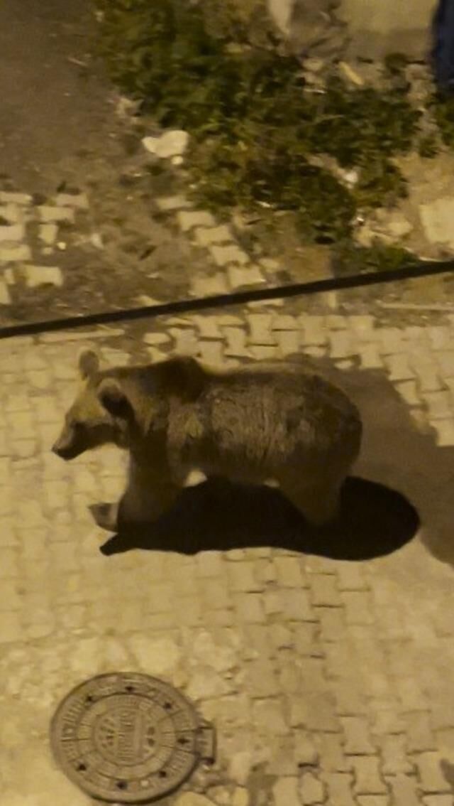 Kars Sarıkamış'ta Mahalle Arasında İki Boz Ayı Görüldü
