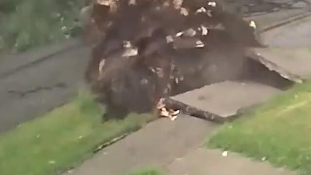 Şiddetli Rüzgar Ağacı Kökünden Söktü