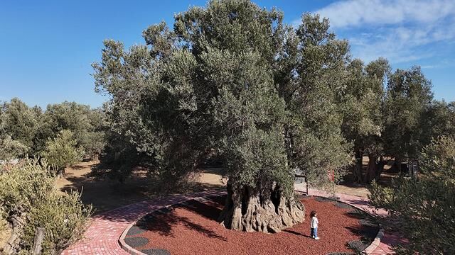 Edremit'te Bin Yıllık Zeytin Ağacından Elde Edilen Yağ Festivalde Tadıldı