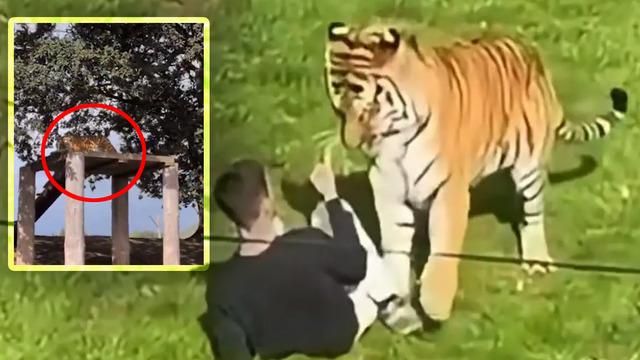 Yorkshire'da Sibirya Kaplanı Kafesine Giren Adam Saldırı Sonrası Hayatını Kaybetti